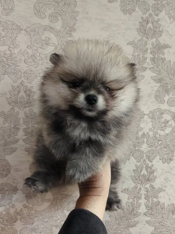 Щенки померанского шпица