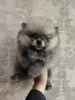 Щенки померанского шпица