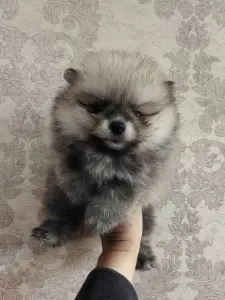 Щенки померанского шпица