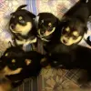 Щенки Ротски ( Rottsky ) hybrid ротвейлер и сибирская хаски