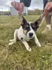 Малая малышка собака Дина в дар