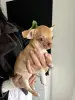 Мальчик чихуахуа тип кобби