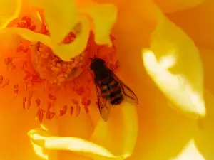 Фотоаппарат Panasonic GX85 + TTArtisan APS-C 17 мм