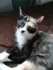 Котодевочка Лаура в добрые руки