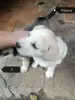 Отдам щенков бесплатно