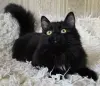 Роскошный кот подросток Барни, кастрирован.