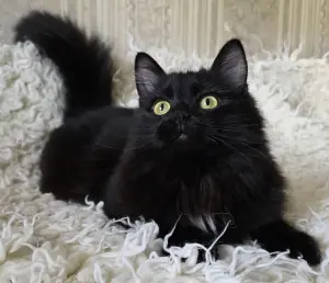 Роскошный кот подросток Барни, кастрирован.