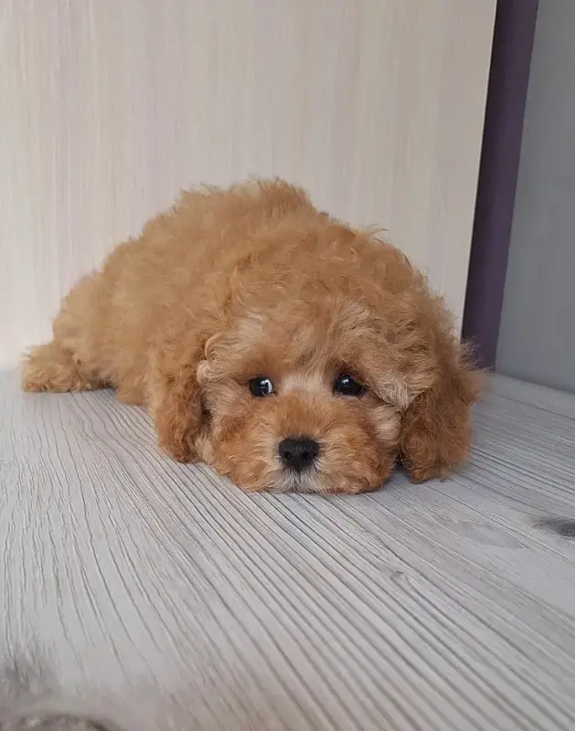 Пудель той /миниатюра