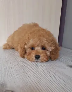 Пудель той /миниатюра