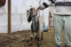 козел нубийской породы