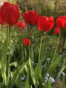 Тюльпаны Луковицы