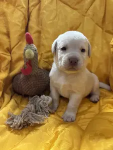 Щенки лабрадора