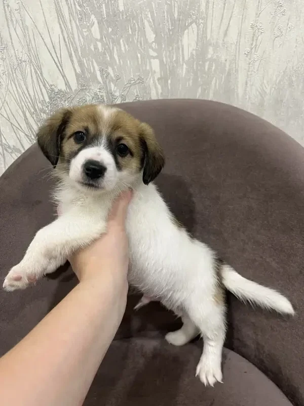 Питомцы