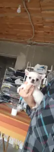 Чихуахуа