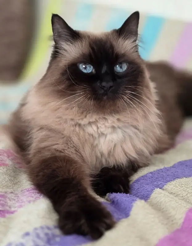 Кошка Ирма.