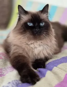 Кошка Ирма.