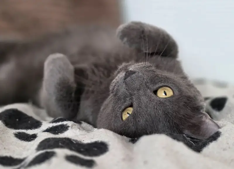 Кот Тео