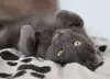 Кот Тео