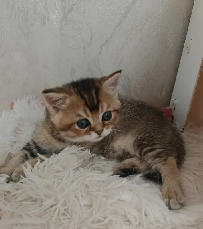 Шотландский мальчик