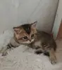Шотландский мальчик
