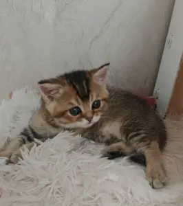 Шотландский мальчик