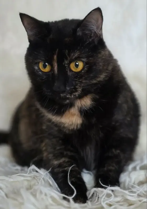 Красотка Холли. Кошка. кастрирована.