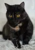 Красотка Холли. Кошка. кастрирована.