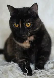 Красотка Холли. Кошка. кастрирована.