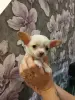 Щенки