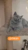 Короткошерстный британский котенок