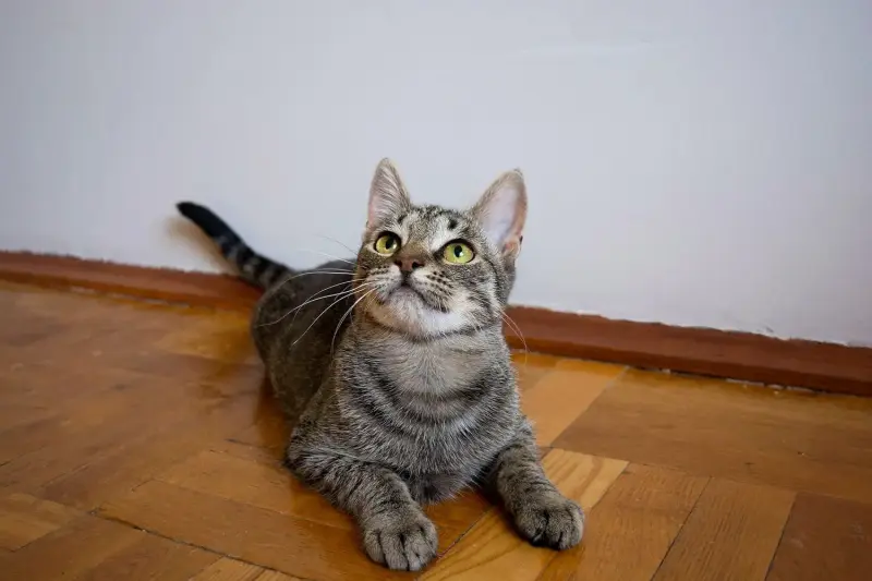 Котенок Тоффи, 7 мес., кастрирована.
