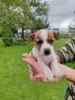 Щенки Джек Рассел терьера