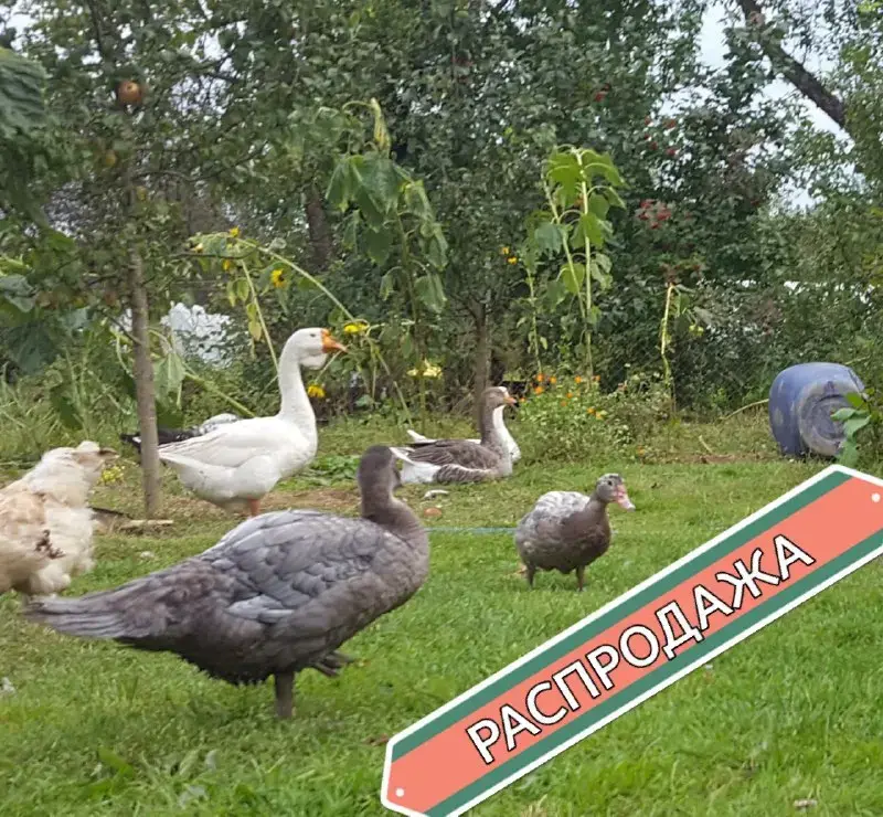 индоутки мускусные утки селезни