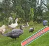 индоутки мускусные утки селезни