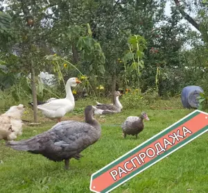 индоутки мускусные утки селезни