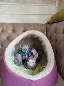 Канадский сфинкс
