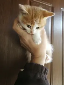 Котятам срочно нужен дом! Котенок в дар