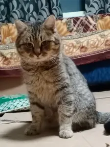 Брюс-кот молодой, кастрирован.