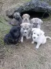 Щенки