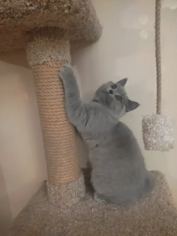 Короткошерстный британский котенок