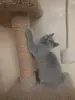 Короткошерстный британский котенок
