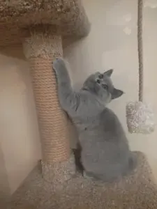 Короткошерстный британский котенок