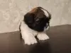 Девочка ши-тцу
