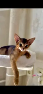 Абиссинский котёнок, девочка