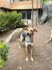 Молоденькая собака Мия в добрые руки