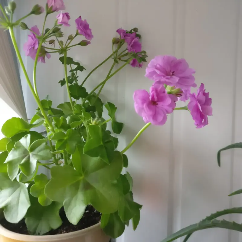 Пеларгония цветущая плющелистная ''Pacific Lavender''