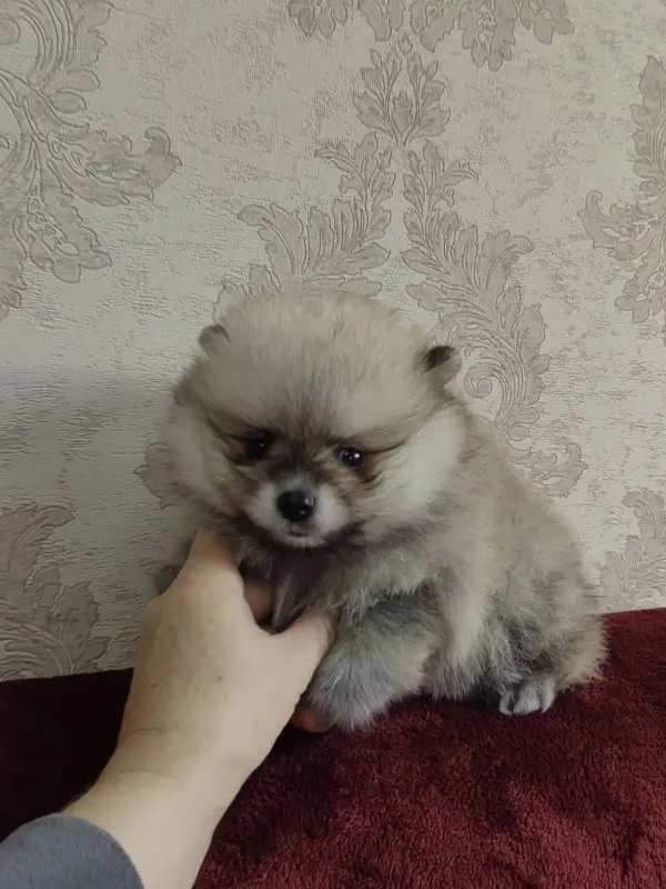 Щенки померанского шпица