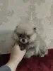 Щенки померанского шпица