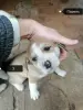 Отдам щенков бесплатно