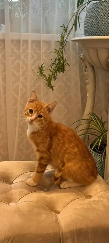 В дар прекрасный ласковый котёнок-мальчик Златик